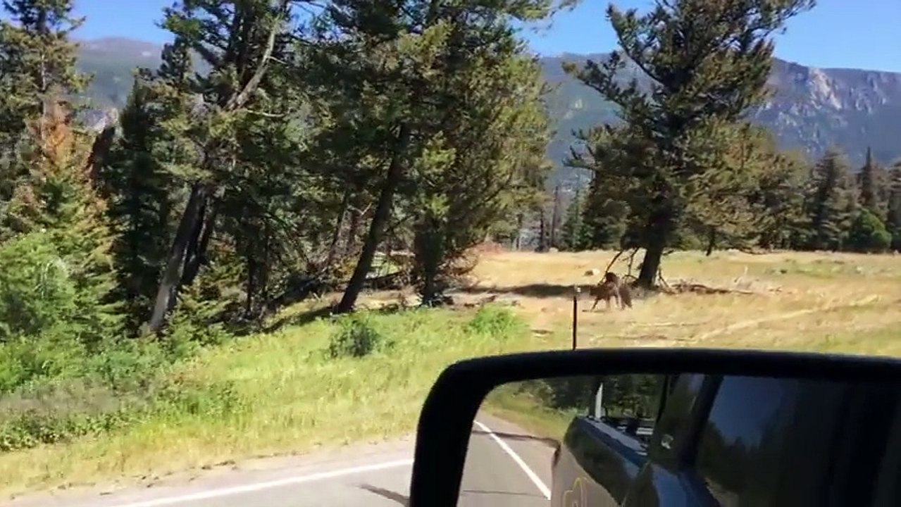 Oso Pardo Ataca Brutalmente A Una Vaca #MundoAnimal #PoderOso