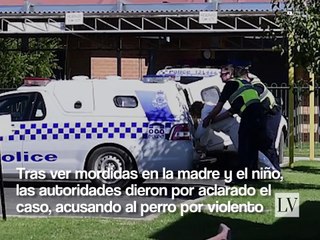 Buddy, el perro Pitbull que sufrió tras ser un héroe