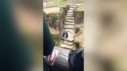 Ce singe fait une blague vraiment drôle !