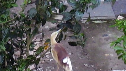 seen a beautiful white bird from the window