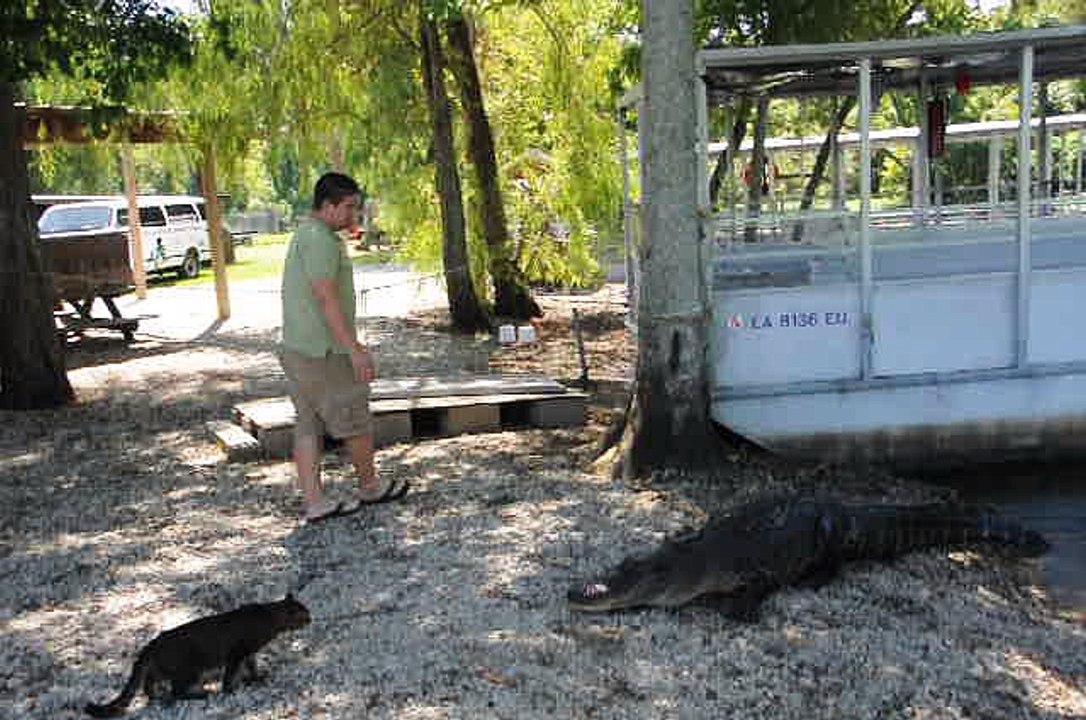 Cat Intimidates Gator