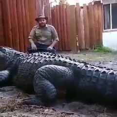 Este cocodrilo parece dinosaurio