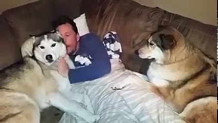 Jealous dog demands more attention