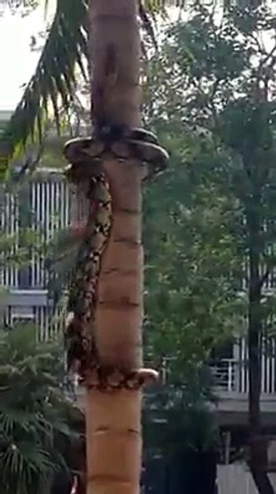 Mira como trepa la palmera esta vibora.