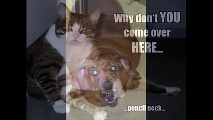 Try not to laugh-Fat animals!!!FUNNY