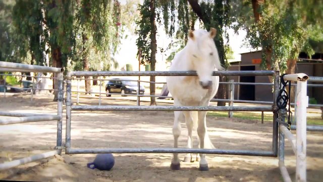 Impatient Horse - The Pet Collective Launching April 24th