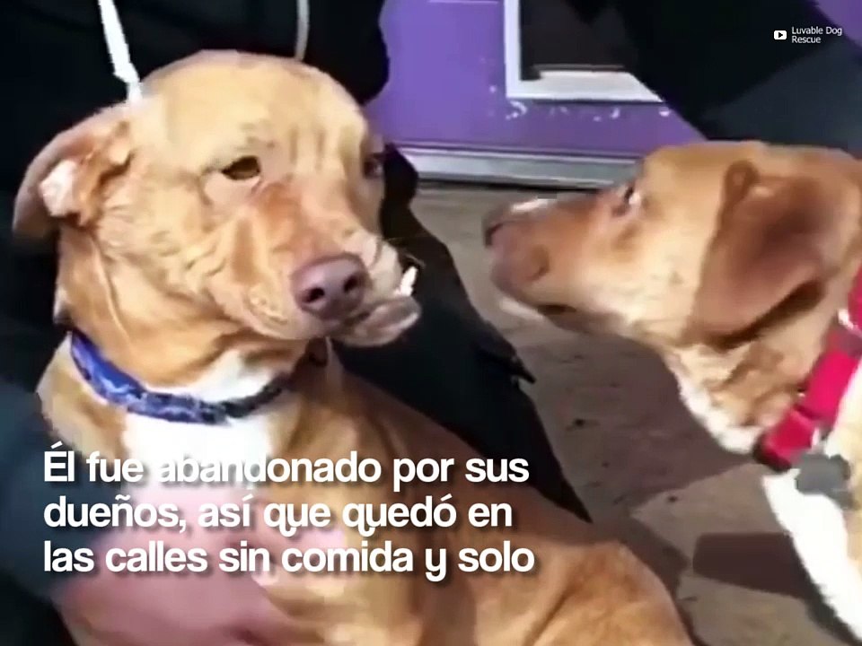 Conoce a Picasso, el perro que te robará el corazón