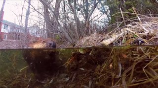Curious beaver investigates submerged GoPro
