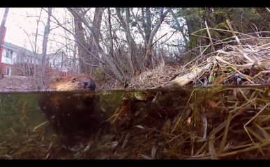 Curious beaver investigates submerged GoPro