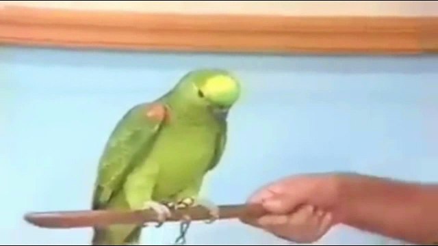 Zacarias quadros especiais: Cha de louro - Os Trapalhões