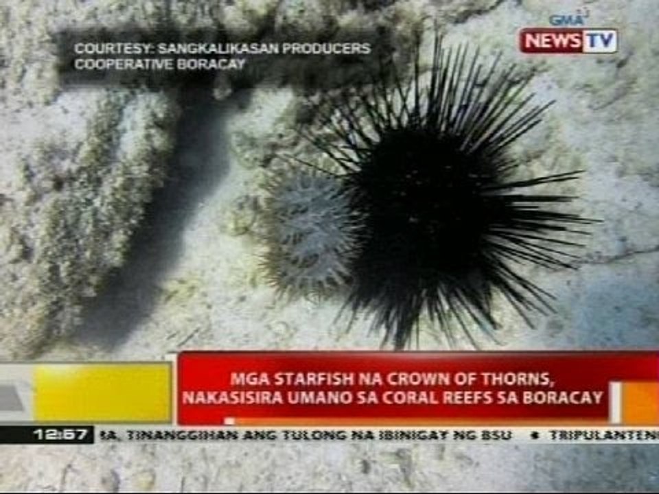 Mga starfish na crown of thorns, nakasisira umano sa coral reefs sa Boracay