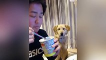 This dog wants some yogurt but its too shy to ask for it