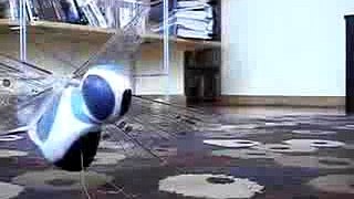Cat vs. Dragonfly - Video