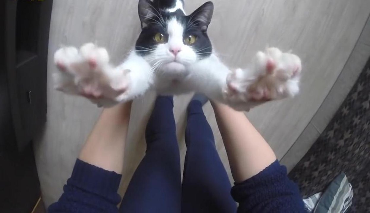 CAT LIKES HUGS