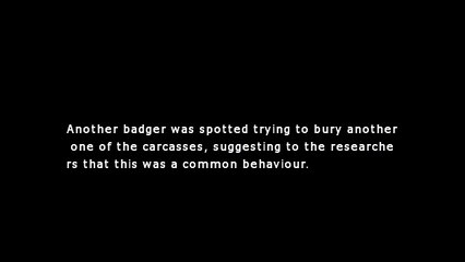 Badger Buries Entire 50-Pound Cow On Its Own, Makes Us Realize Badgers Are Cool
