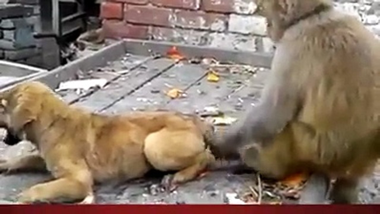 how to monkey&dog funny video