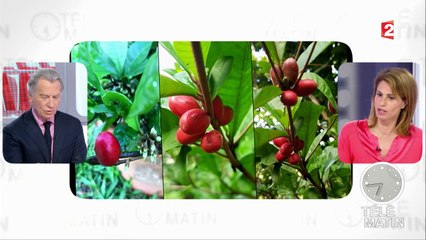 Santé - Miraculine : la baie qui sucre vos papilles