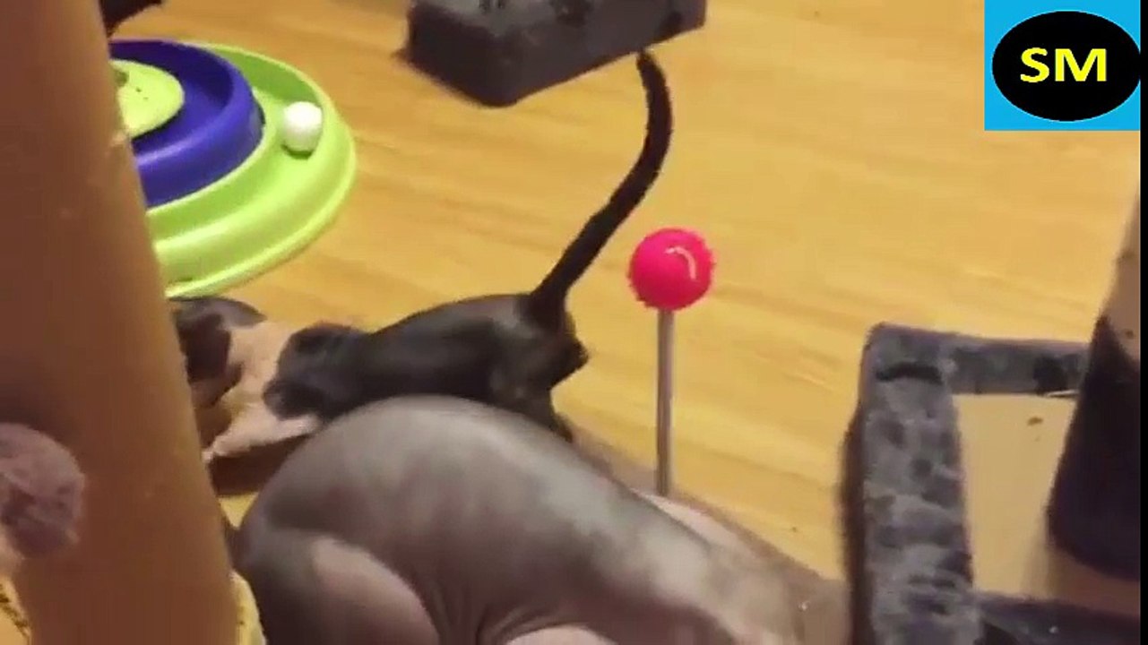 Amazing funny cat videos for kids Compilation 2017