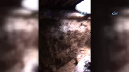 Bitlis'te 12 Teröristin Öldürüldü Operasyon Kamerada