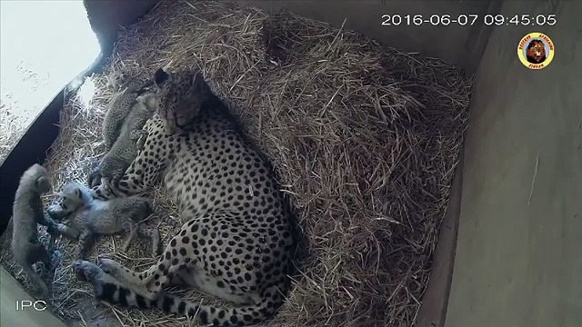 Cette femelle guépard donne naissance à 4 petits. Tellement rare!