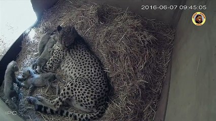 Cette femelle guépard donne naissance à 4 petits. Tellement rare!