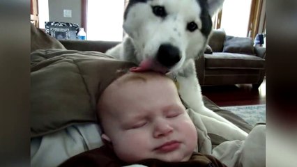 Petit nettoyage de crane pour bébé... merci le chien