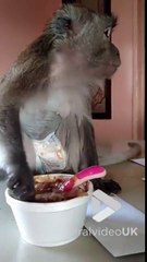 Ce petit singe adore manger ses oignons et se pois