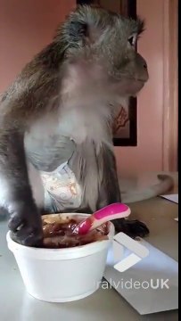 Ce petit singe adore manger ses oignons et se pois