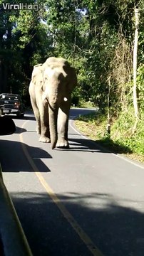 Ils voulaient voir des éléphants de près, ils ont eté servis