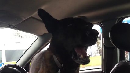 Un chien de police saute dans la voiture d'un suspect