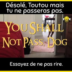 Désolé, Toutou tu ne passes pas