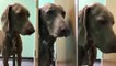 Un chien en visite chez le vétérinaire après avoir ingurgité de la Weed