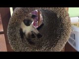 Curious Cat Goes Crazy for New Scratching Post