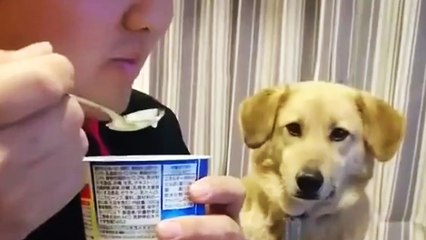 Un chien feint de ne pas regarder son maitre manger son yaourt