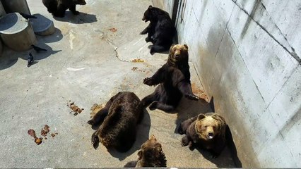 showashinzan bear ranch 3 japan hokkaido toya lake