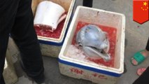 Photos of butchered baby dolphin on Chinese street anger netizens