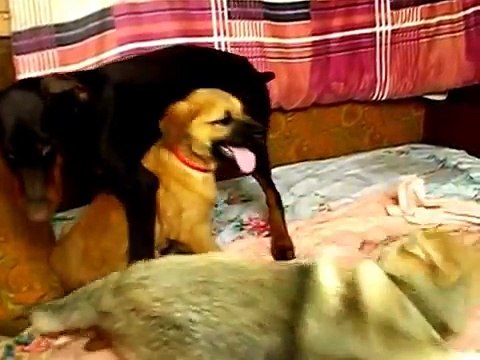 The merciless fighting of puppies Doberman Tosa-inu and Malamute Fun relaxing video with animals