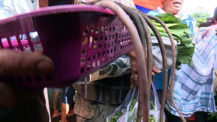 Chassé en Indonésie pour sa viande, le macaque noir en péril