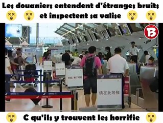 Les douaniers entendent d'étranges bruits et inspectent sa valise. C qu'ils y trouvent les horrifie.