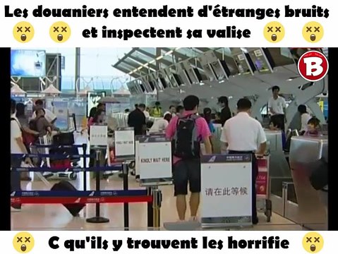 Les douaniers entendent d'étranges bruits et inspectent sa valise. C qu'ils y trouvent les horrifie.