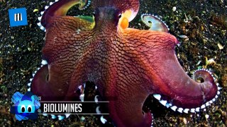 19 Coolest Sea Creatures