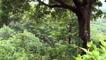 When Chimpanzees Attack