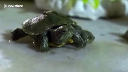 Turtle born with two heads and six fins
