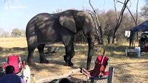 Huge elephant takes shortcut through tourists' campsite