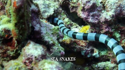 Encounters with 6 Deadly Sea Creatures