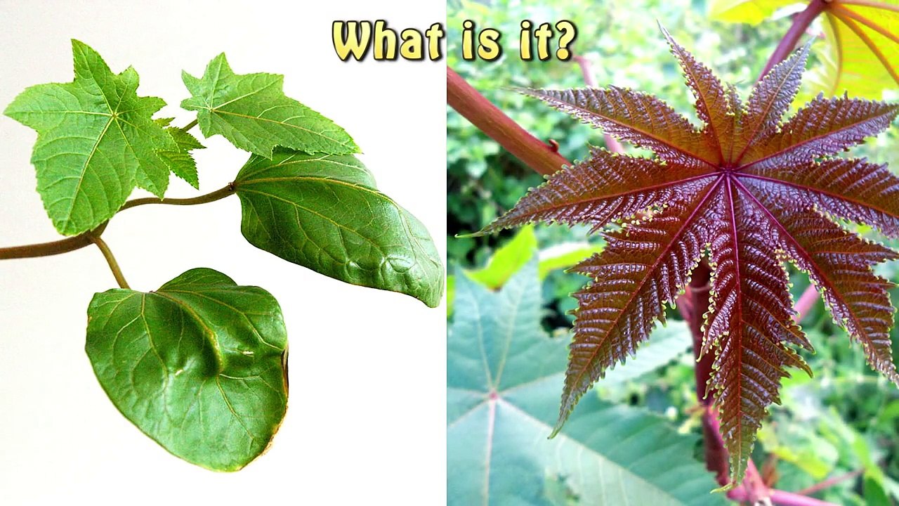 World's Most Poisonous Plant