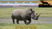 African Rhino Attacks