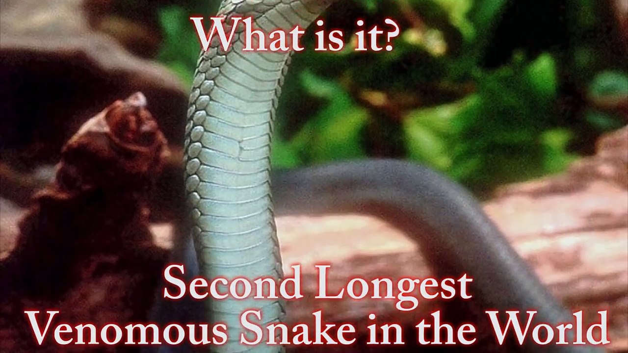 Black Mamba Bite