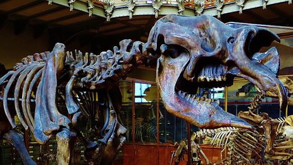 13 LARGEST Land Mammals Ever