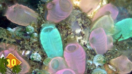 14 Strange Things Found Underwater